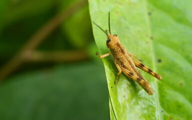brown grasshopper perched on the green leaves