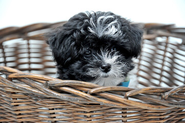 Black toy poodle puppy on hand