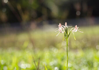 Grass flowers with dew drops and bokeh in the morning background