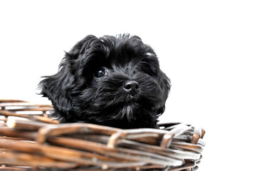 Black toy poodle puppy on hand