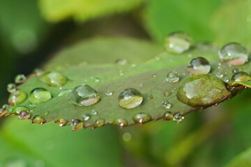 Closeup water droplet On The Leaf