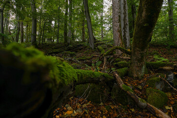 Moosy forest at the kleiner Gleichberg