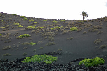 Surreal volcanic landscape in Lanzarote
