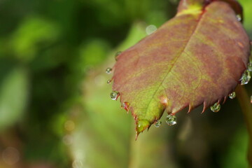 Closeup water droplet On The Leaf