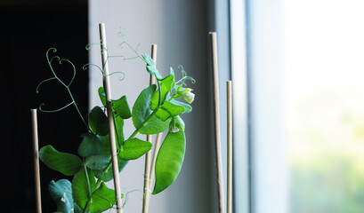 vegetable garden on the window - green peas