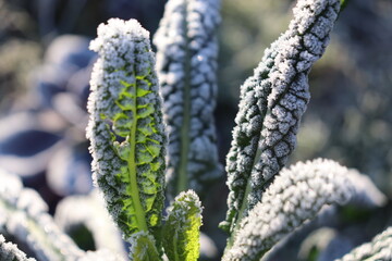 Palmkohlblatt mit Eiskristallen