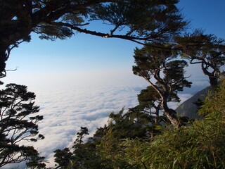 Watching sea of clouds through Taiwan hemlock trees