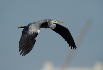 Grey Heron in flight at Tubli bay, Bahrain