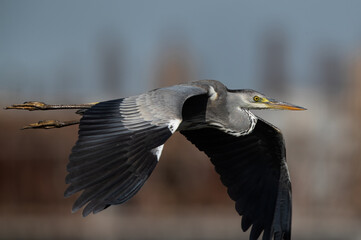 Grey Heron flying at Tubli bay, Bahrain