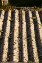 Abandoned roof with green moss