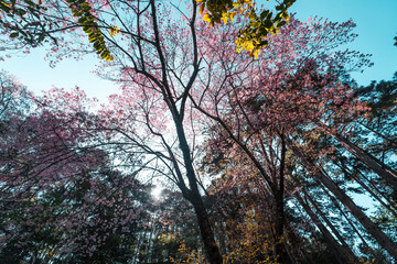 Cherry Blossoms, flowers of a cherry pink blossom tree