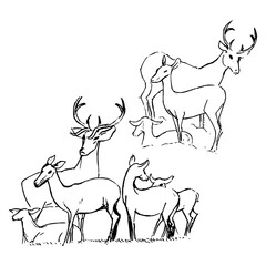 Deers in group ink illustrations. Wildlife animals sketches collection. Nature vector drawings. Monochrome simple style. 