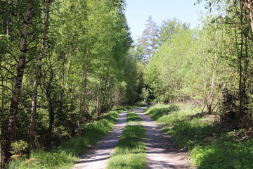 Waldweg Sommertag Sonne im Frühling Frühlingssonne Wald