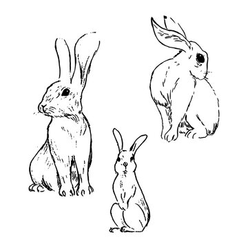 Rabbit ink illustrations set. Wild animals sketches with simple, minimal style. Textured nature drawings group. 