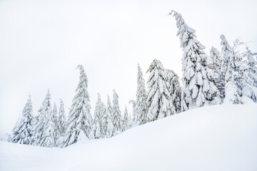 Snow-covered Christmas trees in the winter forest.