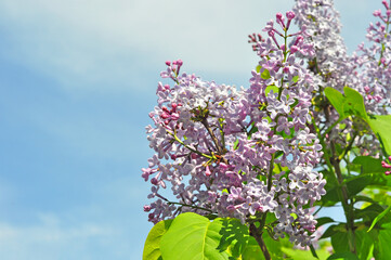 flowering lilac against the sky