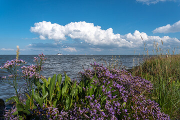 Sea lavender at the mouth of the Weser by Fedderwardersiel