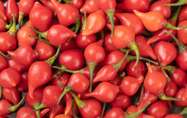 Closeup of a group of red pepper pout