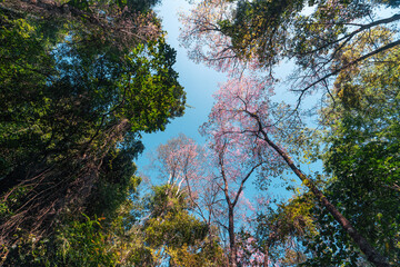 Cherry Blossoms, flowers of a cherry pink blossom tree
