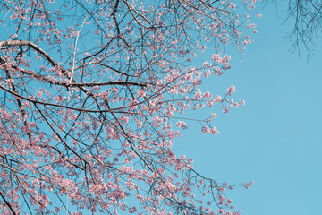 Cherry Blossoms, flowers of a cherry pink blossom tree
