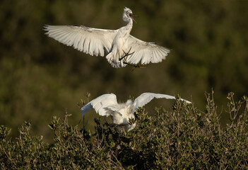 Juvenile Western reef herons fighting for food at Tubli bay, Bahrain