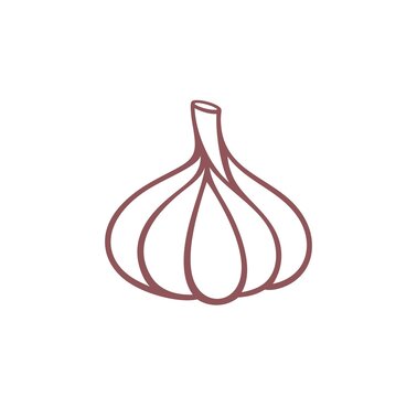 Garlic outline. Isolated garlic on white background
