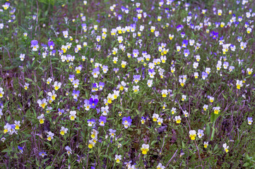 Pansies bloomed on a spring green meadow as a solid carpet. Background