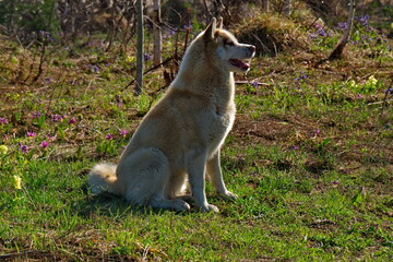 Siberian Husky-a breed of dog, characterized by thick hair and eyes of charming beauty of various colors. Outwardly, huskies look formidable, but at heart they are friendly and affectionate dogs.
