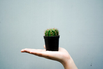 a beautiful cactus in women hand 