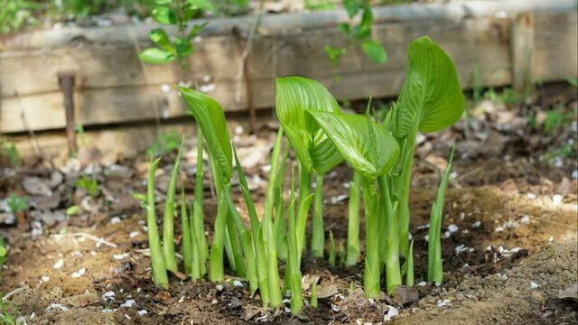 hosta plant grows in the garden. Timelapse the movement of nature time