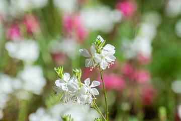 flowers in the garden