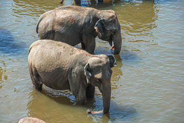 Elephants in the the water