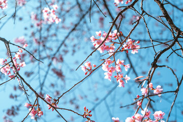 Cherry Blossoms, flowers of a cherry pink blossom tree
