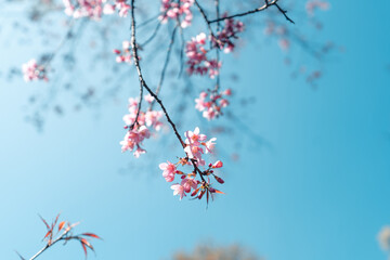 Cherry Blossoms, flowers of a cherry pink blossom tree