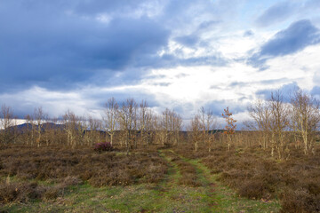 Obraz premium Young oak forest at sunset with blurred path in the middle