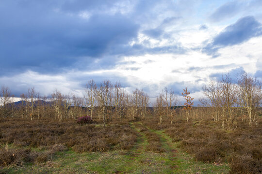 Young oak forest at sunset with blurred path in the middle