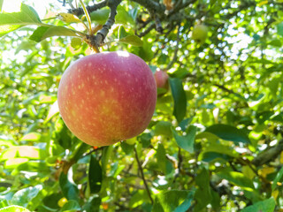 Red ripe apple on the tree surrounded by leaves 