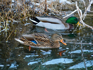 The Mallard Anas platyrhynchos is a species of anseriform bird from the Anatidae family. Pair of ducks swimming in river.