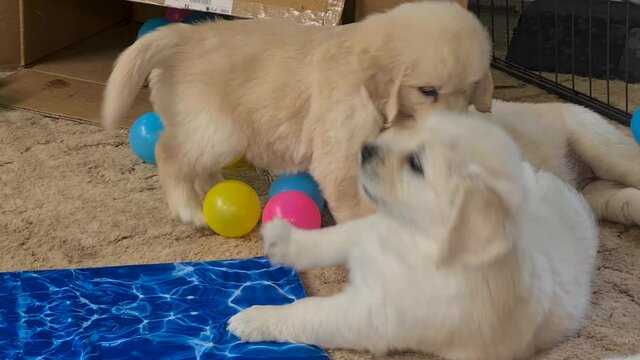 Golden Retriever Puppies Being Playful With Each Other Inside Dog Pen