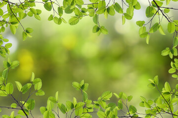 Fototapeta na wymiar Green leaf frame with blurred nature background with empty space