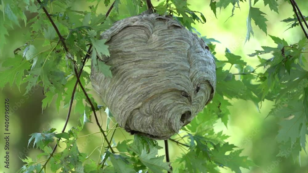 Aufkleber a paper wasp nest hanging from a tree in the woods in the wilderness in the summertime.