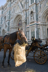 Obraz na płótnie Canvas Horse eats straw from a nosebag while waiting to pull a tourist carriage: Piazza del Duomo in front of the cathedral, Florence, Tuscany, Italy