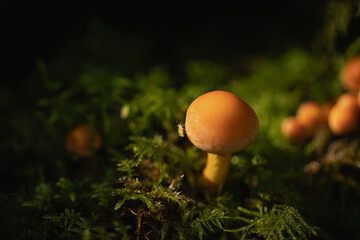 Mushrooms in the forest