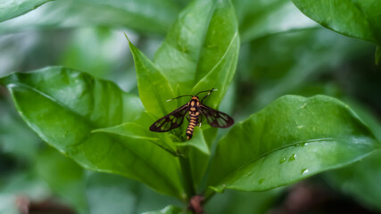The beauty of butterfly insect on the leaves