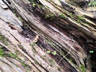 fresh of a tree bark in wood Close Up.