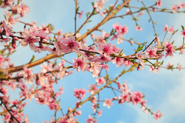 pink flowers on a spring tree