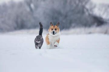 gray cat and corgi dog walk together on white snow in a sunny winter garden