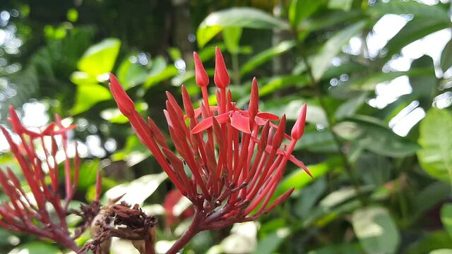 Red  ixora flower swaying by the wind. Ixora is a genus of flowering plants in the family Rubiaceae. Other names include viruchi, rangan, kheme, ponna, chann tanea, techi, pan, siantan, jejarum.
