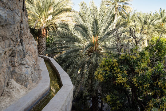 A falaj (ancient irrigation system) running through the orchards of date palms in Misfat Al Abriyeen, Oman.