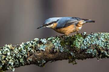 Kleiber (Sitta europaea)